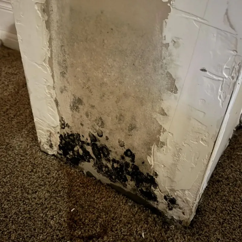 Professional Mold Removal in Wilmot, NH